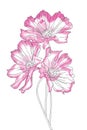 Cosmos flowers drawings vector.All sketches objects isolated on white background.